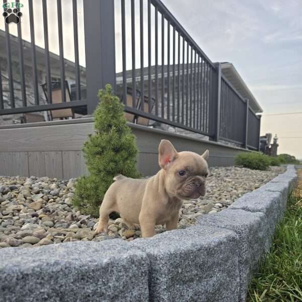 Bella, French Bulldog Puppy